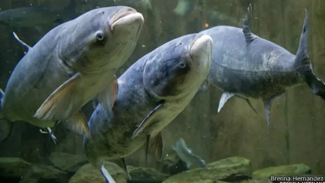 Especies invasoras: ojo con las carpas asiáticas